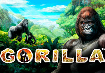 Gorilla